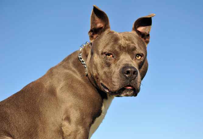 Photo of American Staffordshire  Brown With Sky Background