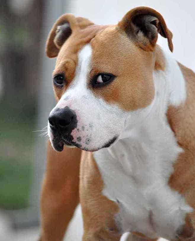 Photo of American Staffordshire  Browm Amd White Floppy Ears