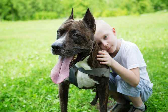 Photo of American Staffordshire  With Boy