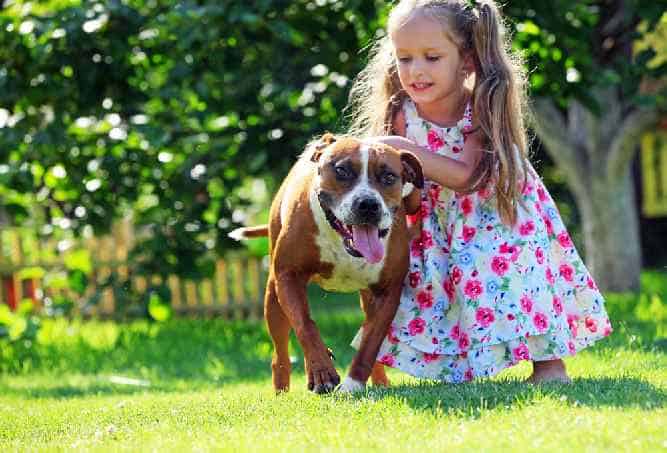 Photo of American Staffordshire  With Little Girl