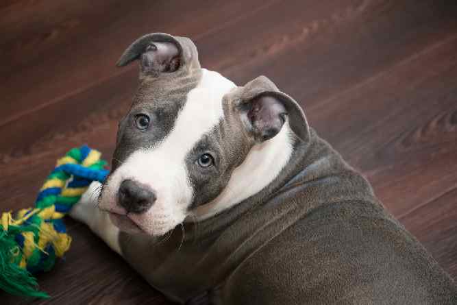 Photo of American Staffordshire  White And Grey Laying Down