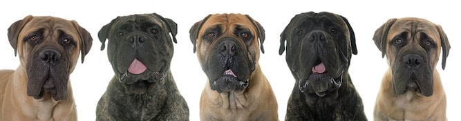 Photo of Bullmastiff  Group Min