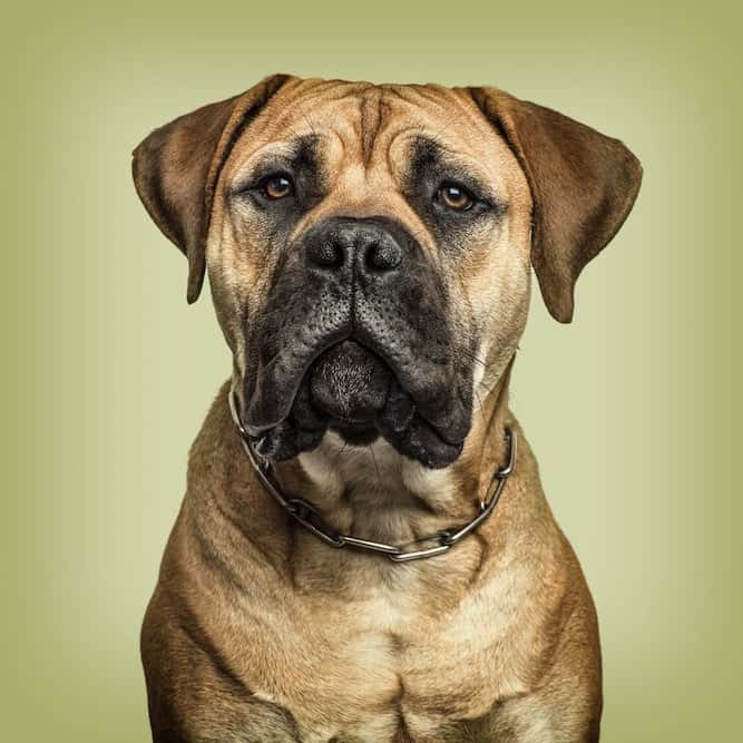 Photo of Bullmastiff  Green Background Min