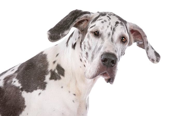 Photo of Great Dane  Curious Min