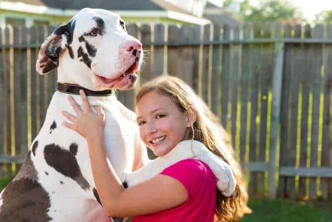 Photo of Great Dane  Palying With Kid Min