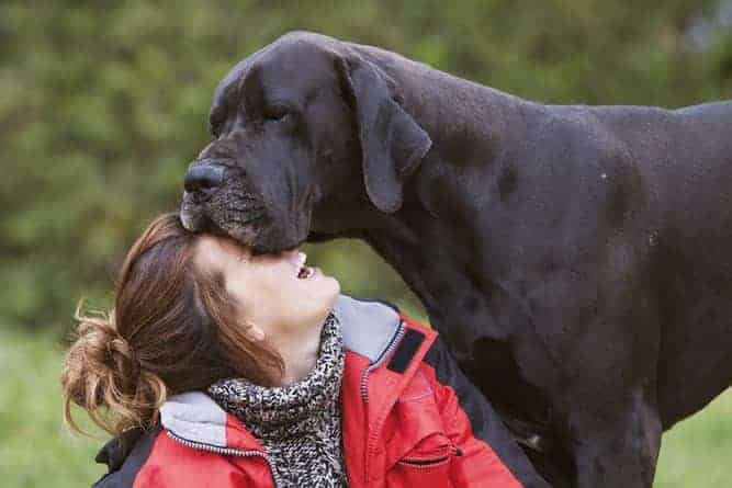Photo of Great Dane  With Woman Smiling Min