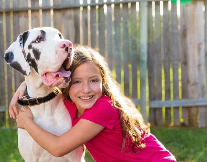 Photo of Great Dane  Black And White With Kid Min