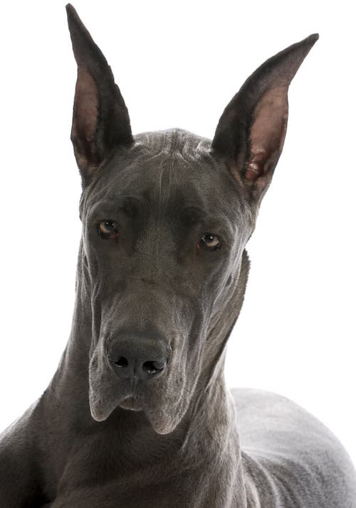 Photo of Great Dane  With Snip Ears Min