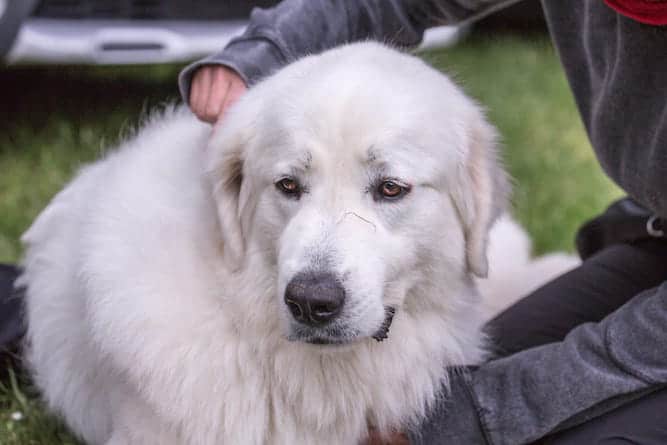 Photo of Great Pyrenees Outdoors Being Pet By Owner