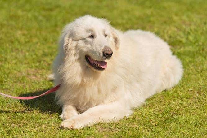 Photo of Great Pyrenees Outdoors Lying In Grass
