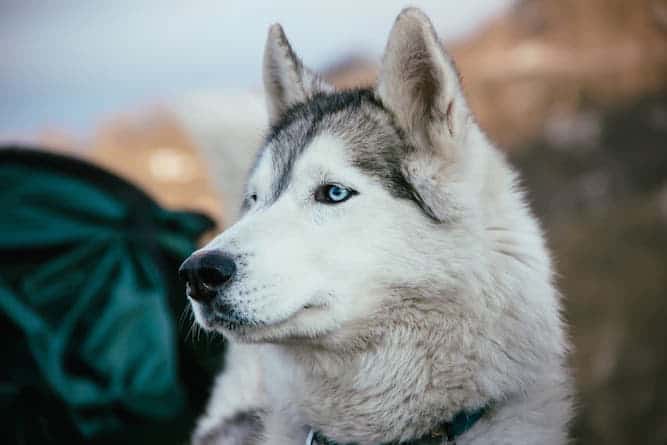 Photo of Husky In Mountains