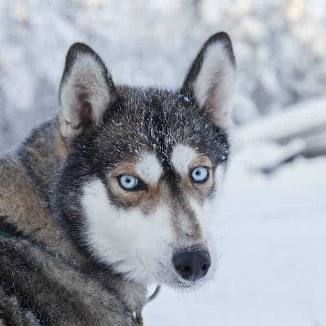 Photo of Husky In Snow