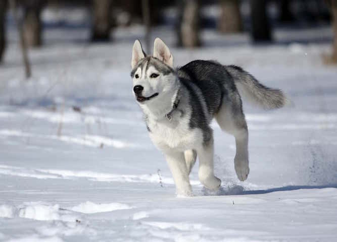 Photo of Husky Running