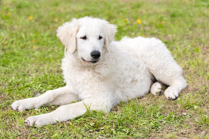 Photo of Kuvasz Puppy Layin On Grass | Kuvasz Temperament