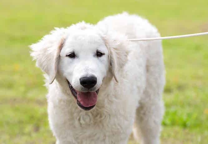 Photo of Kuvasz On Leash | Kuvasz Temperament