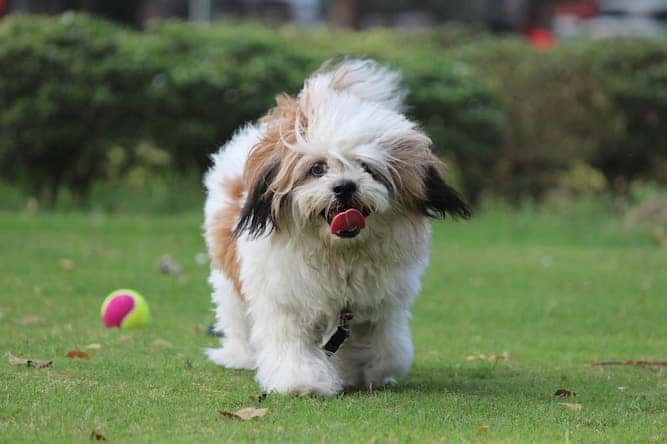 Photo of Lhasa Apso Outdoors Min