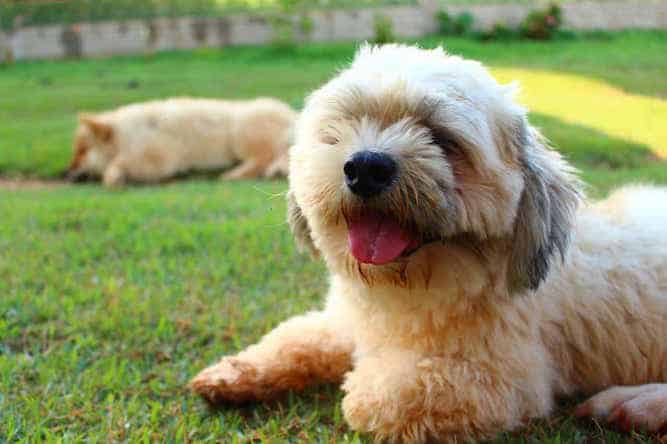 Photo of Lhasa Apso In Grass Min