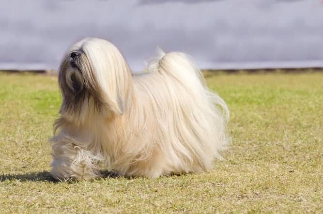 Photo of Lhasa Apso Long Hair Min
