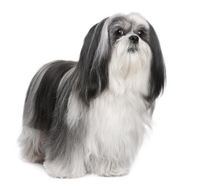 Photo of Lhasa Apso White And Black Min