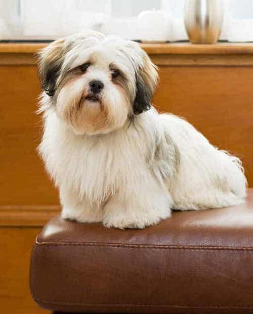 Photo of Lhasa Apso In Chair Min