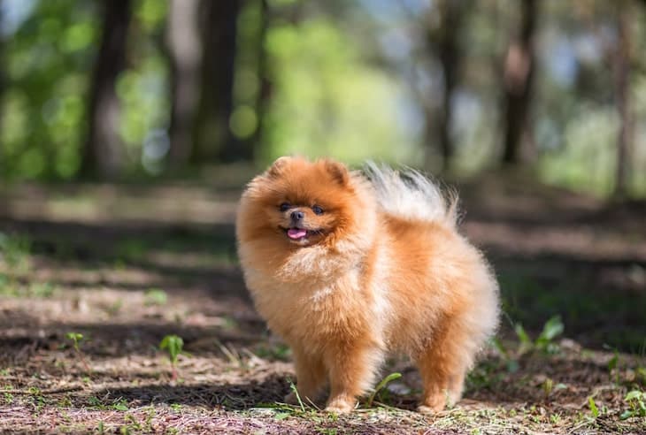 Photo of Pomeranian In Woods