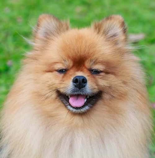 Photo of Pomeranian Portrait