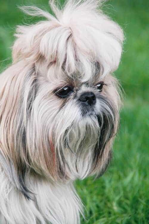 Photo of Shih Tzu  Close Up Min