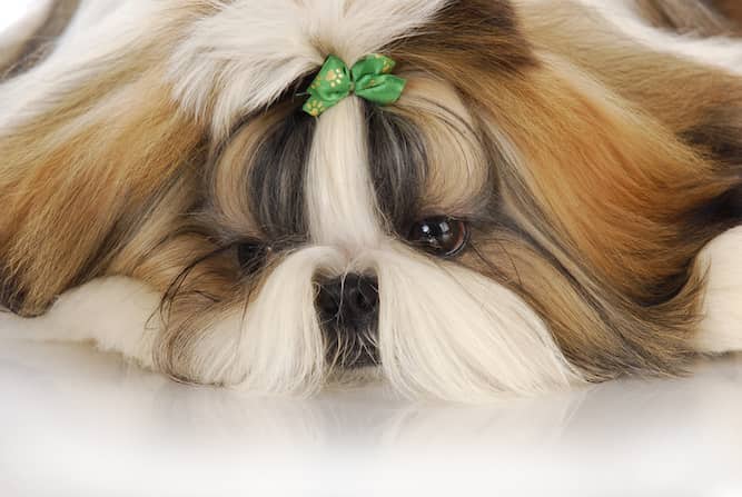 Photo of Shih Tzu  With Green Bow Min