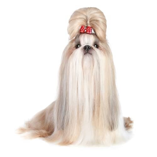 can dogs like shih tzu