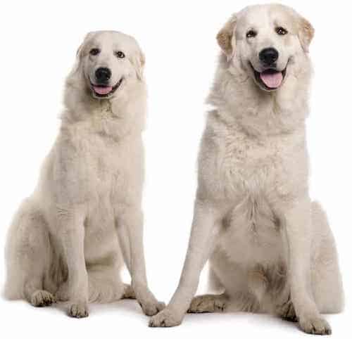 Photo of Two Great Pyrenees Dogs