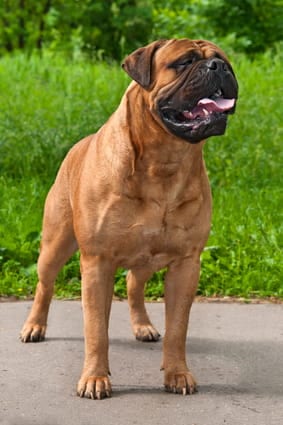 Photo of Bull Mastiff Min