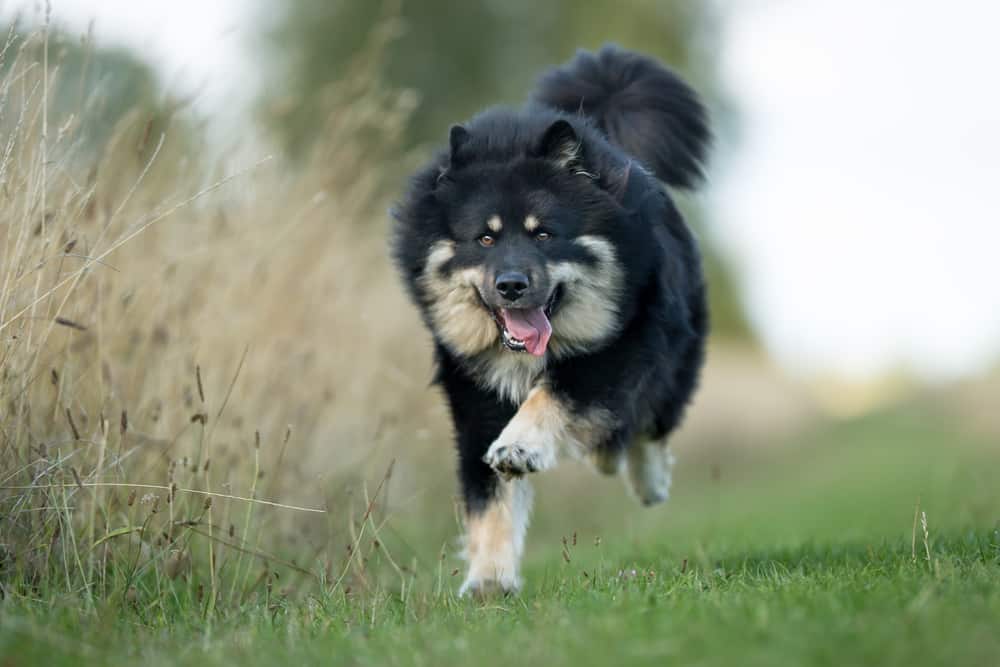 Photo of Finnish Lapphunds  Black Running Outdoor | Dog Temperament