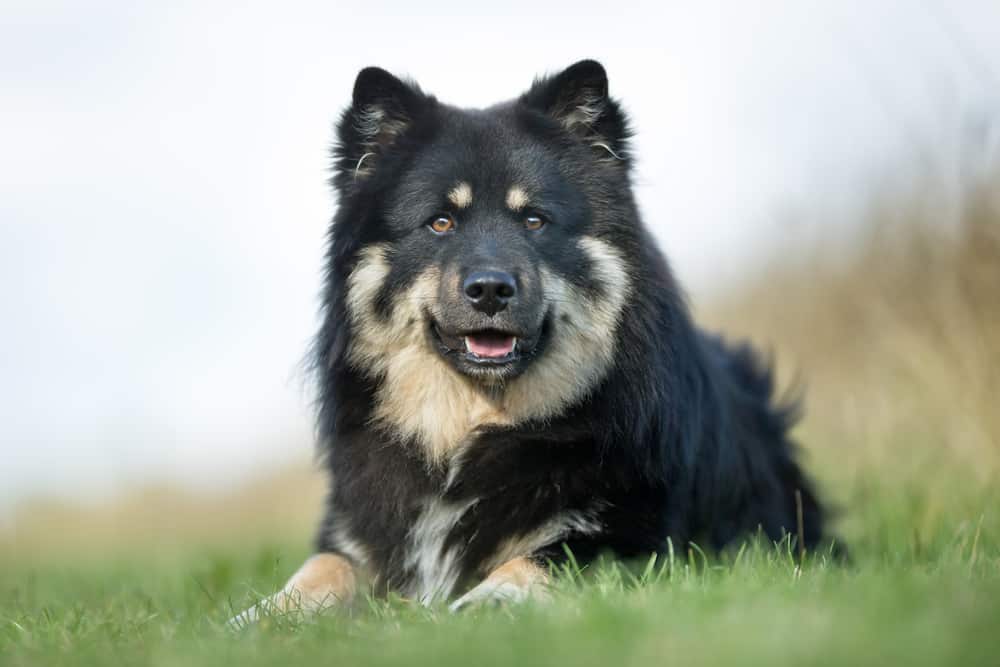 Photo of Finnish Lapphunds  Black Laying Outdoor | Dog Temperament