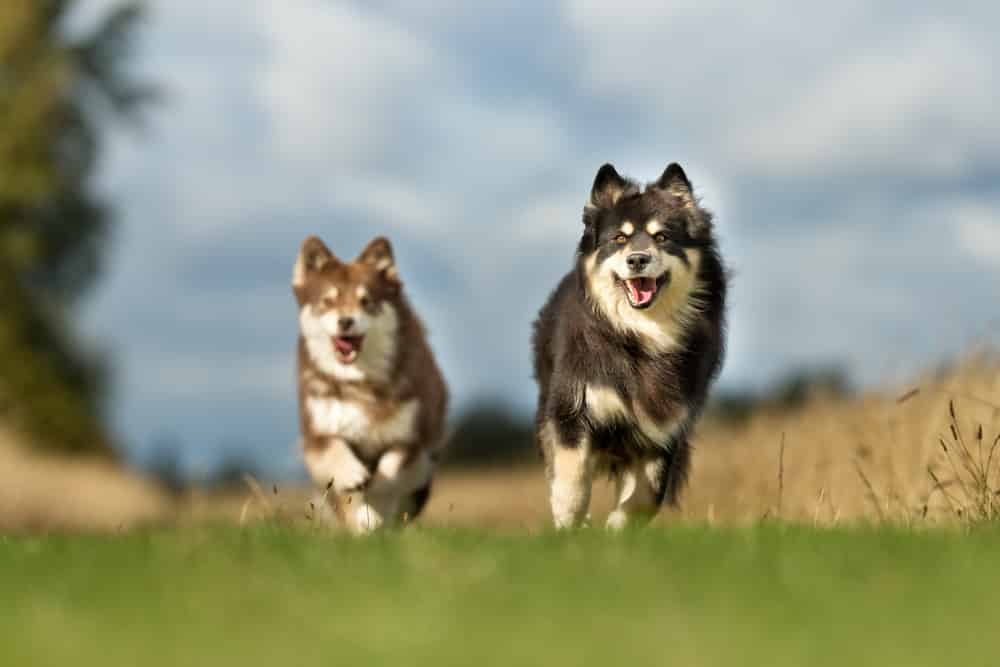 Photo of Finnish Lapphunds  Balck And Brown Running | Dog Temperament