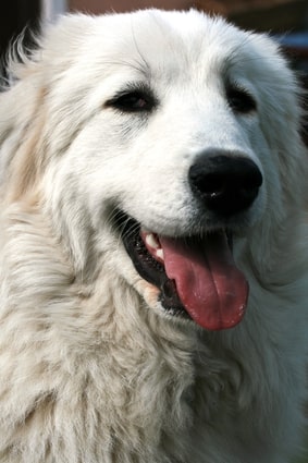 Photo of Great Pyrenees Mountain Dog Min