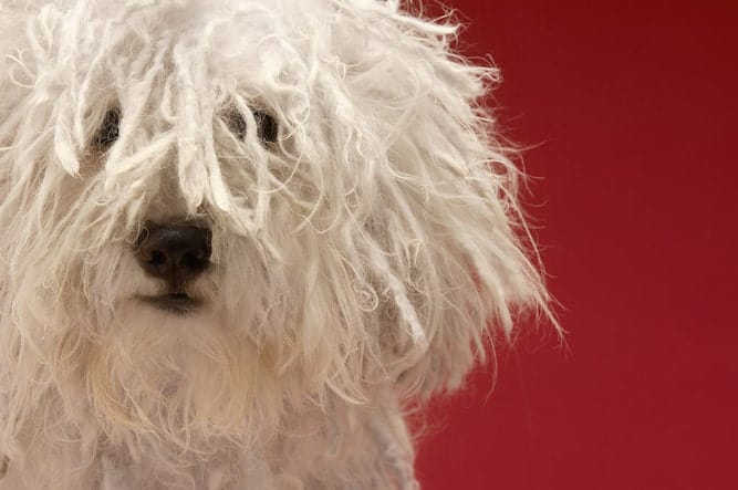 Photo of Komondor | Dog Temperament
