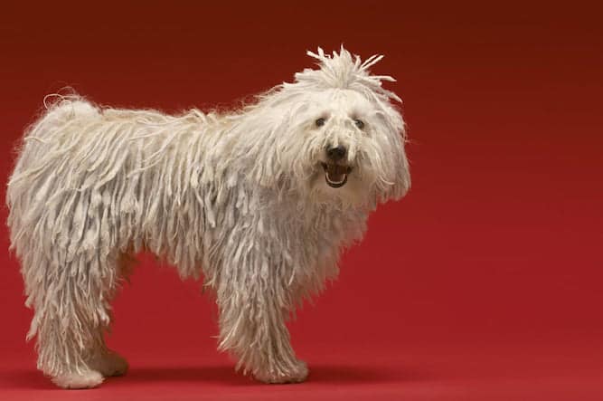 Photo of Komondor Standing