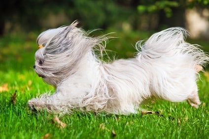 Photo of Shih Tzu  Min