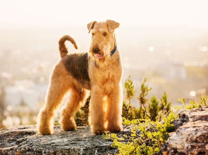 Photo of Airedale Terrier  Standing Tall Min