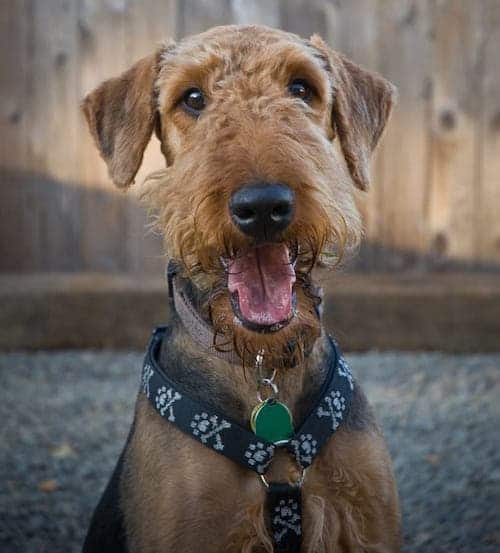 Photo of Airedale Terrier  Smiling