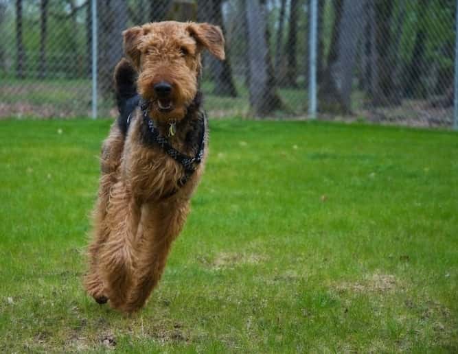 Photo of Airedale Terrier  Running Min