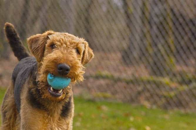Photo of Airedale Terrier  With Ball Min