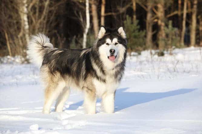 Photo of Alaskan Malamute  In Snow