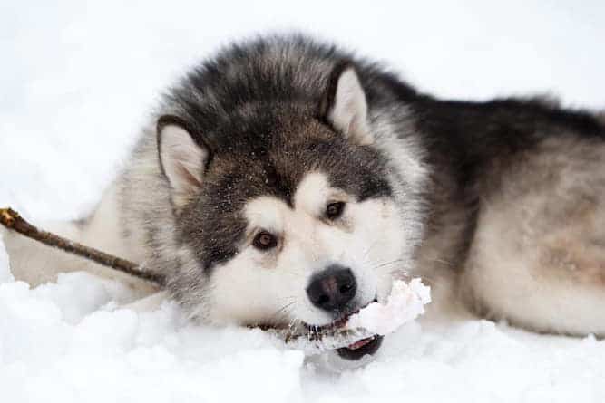 Photo of Alaskan Malamute  Chewing Stick