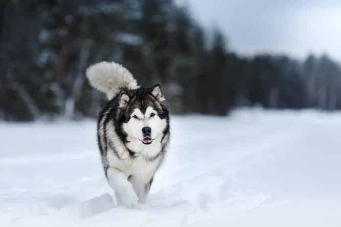 Photo of Alaskan Malamute Running In Snow