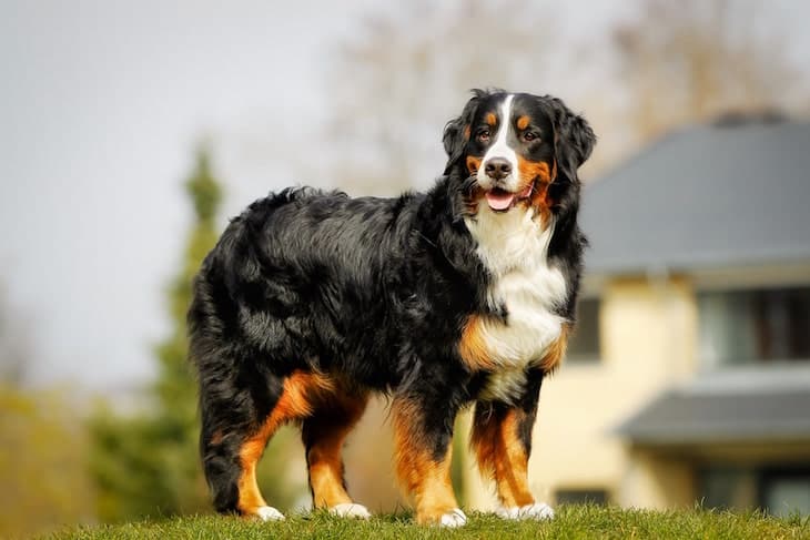 Photo of Bernese Mountain Dog On Front Lawn