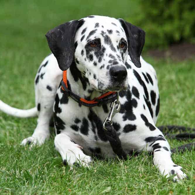 Photo of Dalmatian Laying In Grass