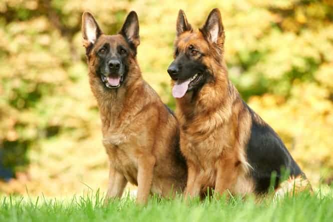 Photo of German Shepherd  Two Sheprards Outside