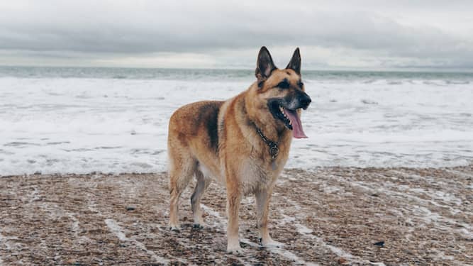 Photo of German Shepherd Dog On Beach