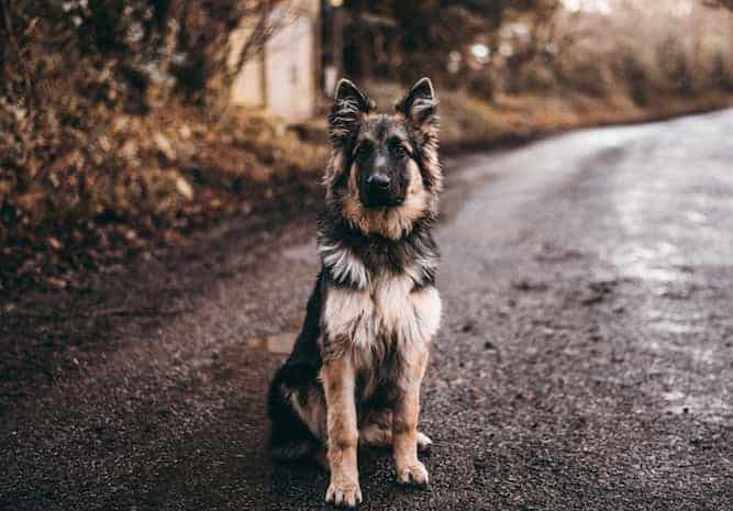 Photo of German Shepherd Dog On Lonely Street